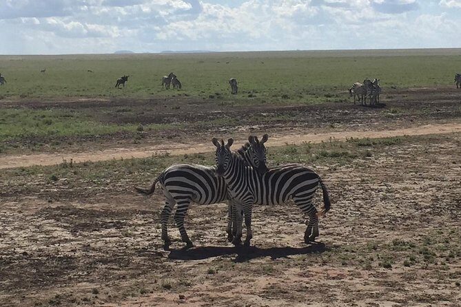 Ultimate Guide For The Best 4-Days Serengeti Safari in Tanzania - Key things I’d clock before booking