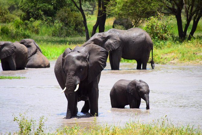 Ultimate Guide For The Best 4-Days Serengeti Safari in Tanzania - Why Serengeti and Ngorongoro in 4 Days Works