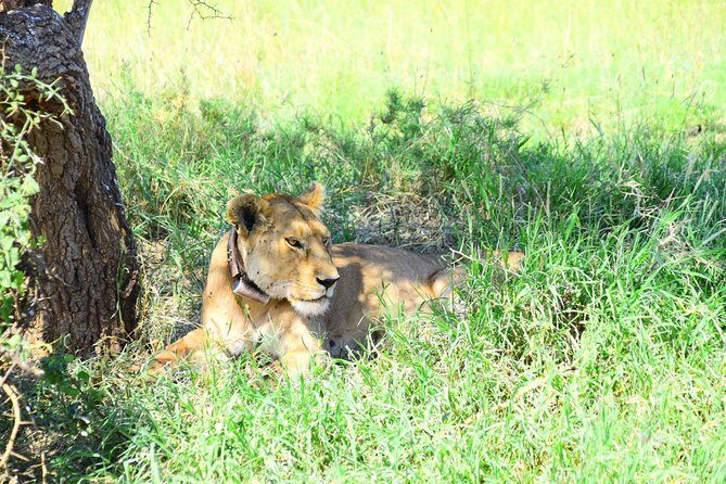 Ultimate Guide For The Best 4-Days Serengeti Safari in Tanzania - Day 1: Arusha to Serengeti with a rim-hugging transfer