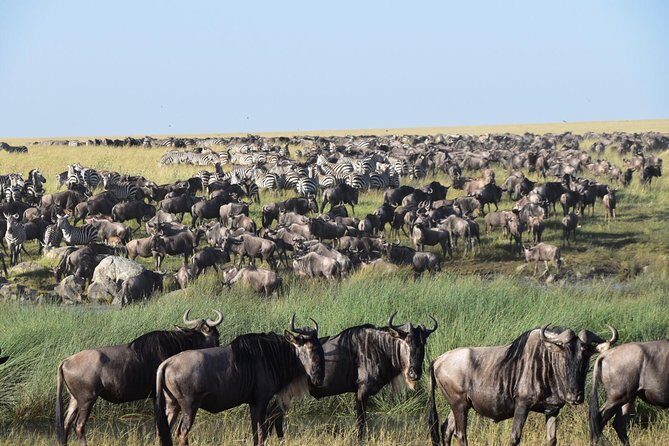 Ultimate Guide For The Best 4-Days Serengeti Safari in Tanzania - Day 2: Full-day Serengeti in the heart of the action