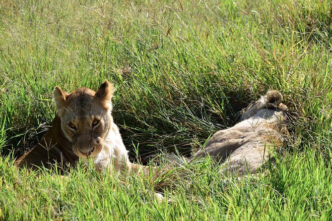 Ultimate Guide For The Best 4-Days Serengeti Safari in Tanzania - Lodges and meals: mid-range comfort, safari-first priorities
