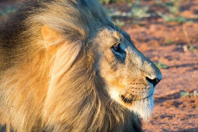 Unforgettable 4 Days Tanzania Private Budget Safari Tour - Day 4: Ngorongoro Crater Full-Day Drive and the Wildlife Concentration Payoff