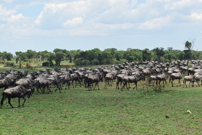 Unforgettable 4 Days Tanzania Private Budget Safari Tour - Migration Expectations: Mara Crossing and Why Timing Actually Changes the Story