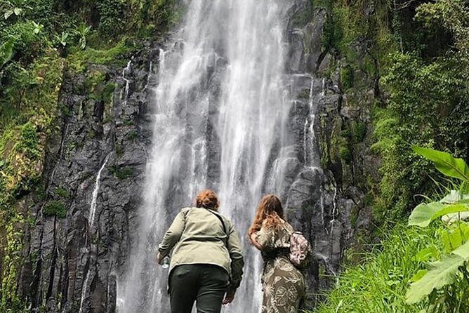 Waterfall & Coffee Walking Tour - Coffee farm tour: what you’ll learn, and why it may be a love-or-mixed-bag day
