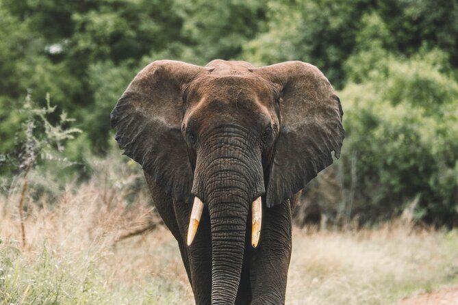 Wildlife Extravaganza: Manyara, Tarangire & Ngorongoro in 3 Days - Key highlights you’ll feel right away