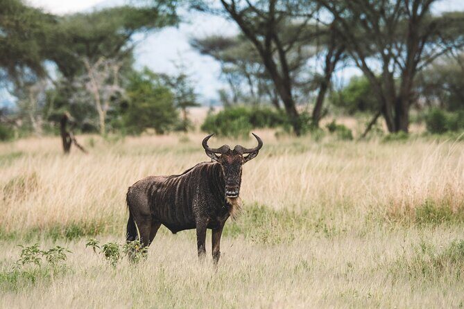 Wildlife Extravaganza: Manyara, Tarangire & Ngorongoro in 3 Days - Tarangire National Park: baobabs, game drives, and a camping night