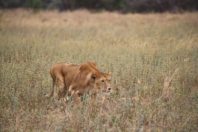Wildlife Extravaganza: Manyara, Tarangire & Ngorongoro in 3 Days - Big Five expectations, plus what’s realistic in a three-day run