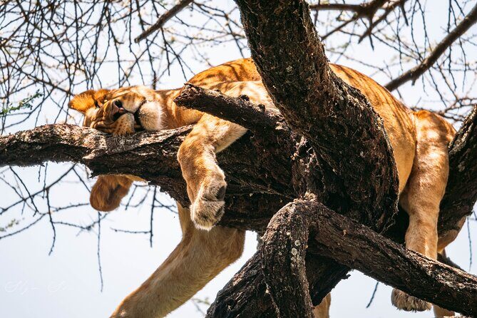 Wildlife Extravaganza: Manyara, Tarangire & Ngorongoro in 3 Days - Moshi pickup at 6:00am and small-group comfort