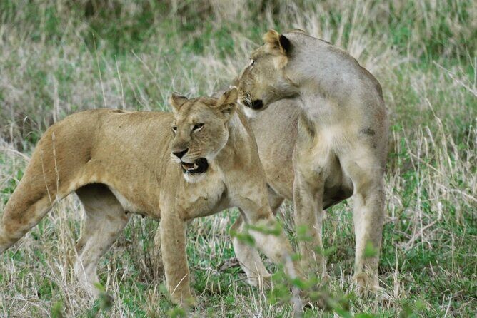 Wildlife Safari Tanzania - Serengeti National Park and North Serengeti: where your biggest game-drive hours live