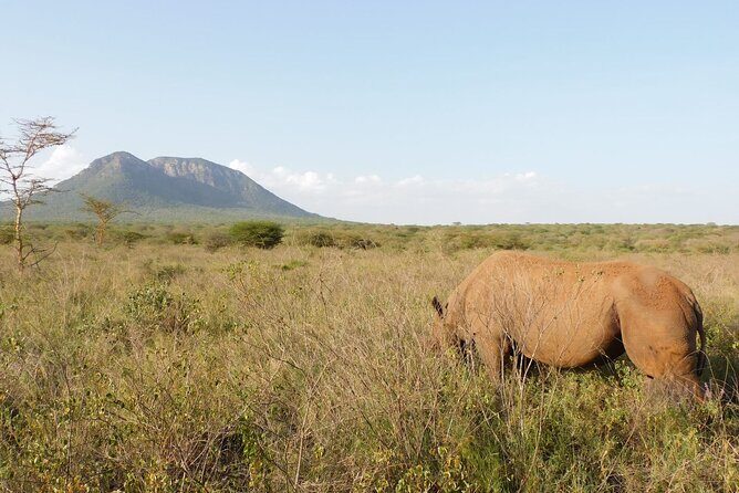 Wildlife Safari Tanzania - Ngorongoro Conservation Area: crater day for concentrated sightings