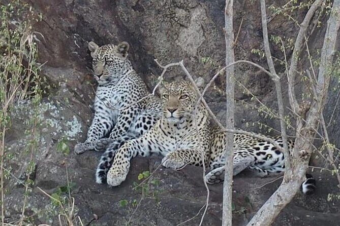 Wildlife Safari Tanzania - Your route: Moshi start, park focus, Arusha departure