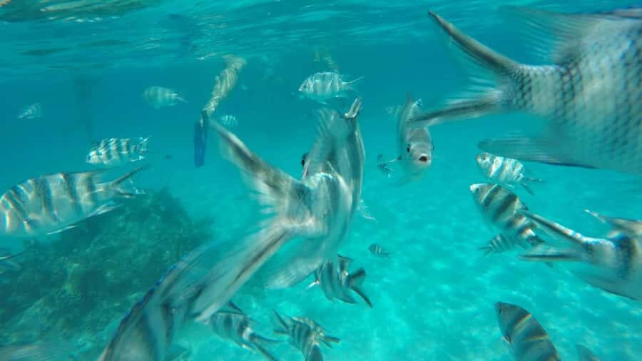 Zanzibar : 1 Day Blue Safari, Blue horizon experience - Zanzibar Blue Horizon in plain terms: a 7-hour sea-and-island day