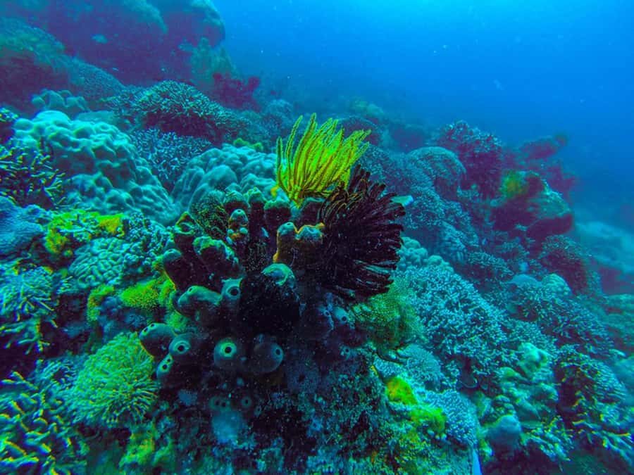 Zanzibar : 1 Day Blue Safari, Blue horizon experience - Price and value at $170 per person: what you’re paying for