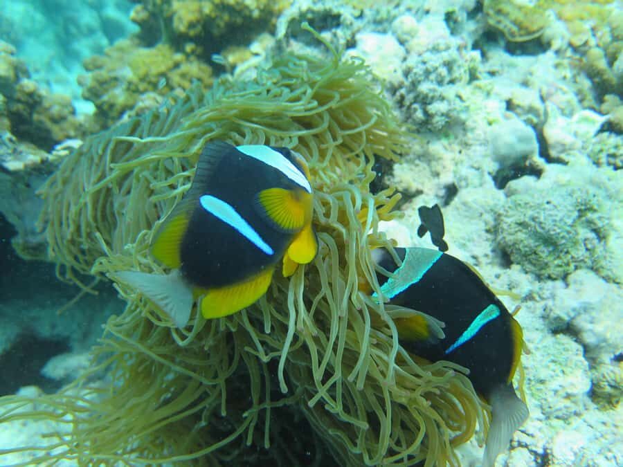 Zanzibar: 1 Day Blue Trip with 2 Stunning Scuba Dives - Who This Zanzibar Scuba Session Is Best For