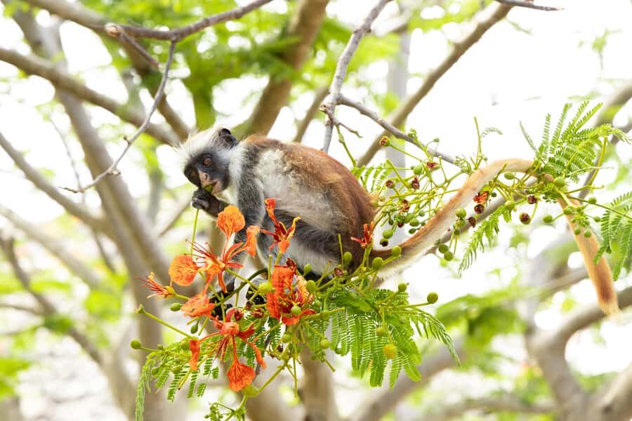Zanzibar: 1 Day Pass all inclusive island Resort experience - Your 1-day resort flow: what the day feels like