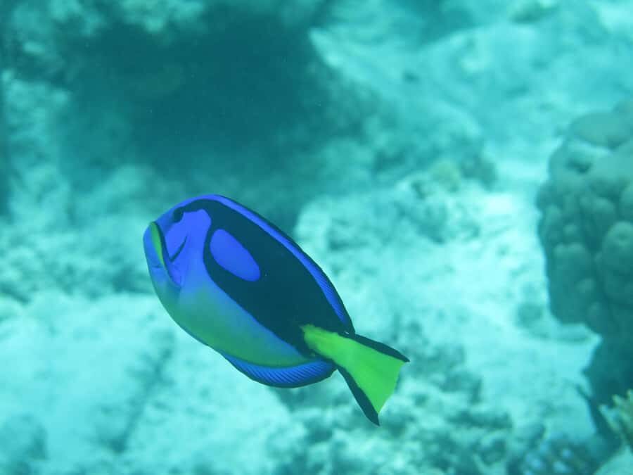 Zanzibar : 3-Day PADI Open Water Scuba Diving Adventure - A 3-day PADI Open Water rhythm that’s easy to follow