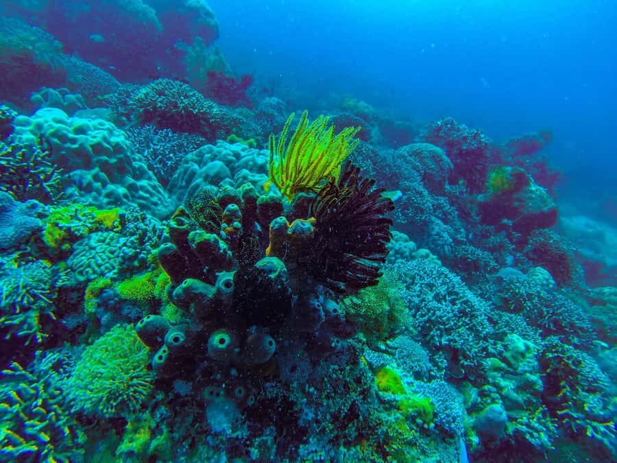 Zanzibar : 3-Day PADI Open Water Scuba Diving Adventure - Price and value: $450 that includes gear, boat time, and the course itself