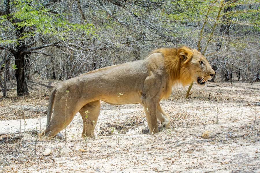 Zanzibar: Best Selous Day Safari with Flights & Lunch - Zanzibar to Nyerere in One Day: The Time-Saving Flight Plan