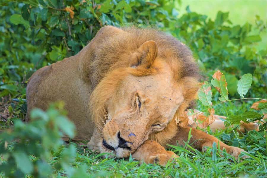 Zanzibar: Best Selous Day Safari with Flights & Lunch - First Light Safari: Morning Game Drive and Coffee Break