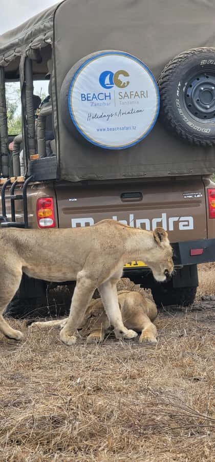 Zanzibar: Best Selous Day Safari with Flights & Lunch - Afternoon Wildlife Viewing Until Flight Time