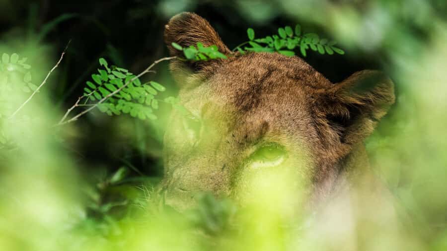 Zanzibar: Best Selous Day Safari with Flights & Lunch - Value for $540: What You Get (and What You Still Pay)
