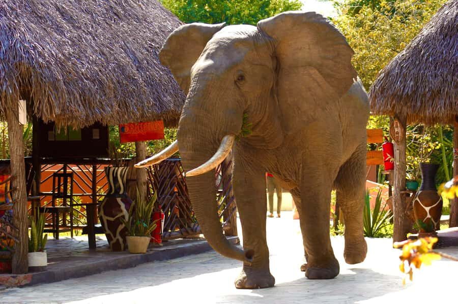 Zanzibar: Best Selous Day Safari with Flights & Lunch - Practical Tips for a Smoother Safari Day
