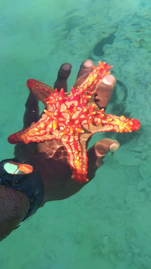 Zanzibar: Blue lagoon & Starfish - Blue Lagoon timing: how low tide shapes the whole experience