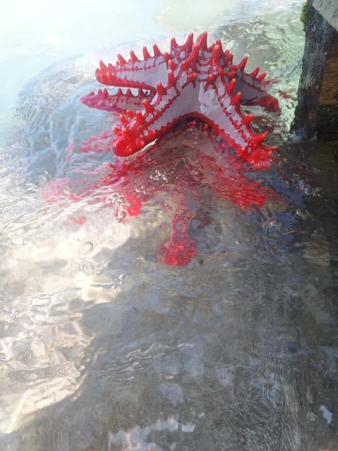 Zanzibar: Blue lagoon & Starfish - Private boat and snorkeling gear: what that changes for your day