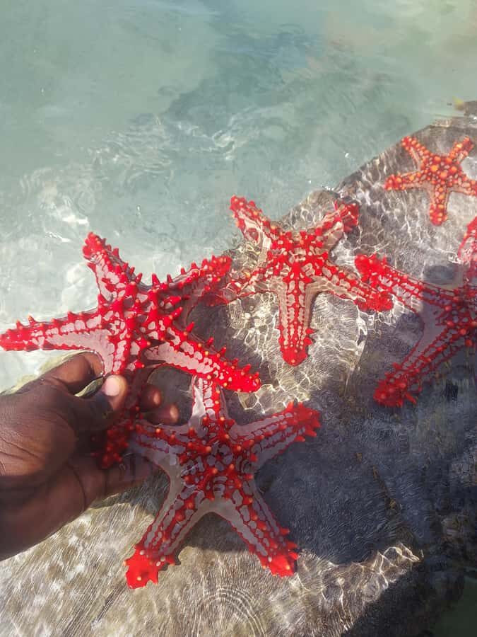 Zanzibar: Blue lagoon & Starfish - Low tide starfish searching: the walking moments you’ll remember