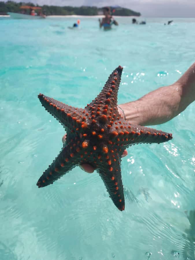 Zanzibar: Blue lagoon & Starfish - Cultural context: Swahili flavor and the Darajani Market idea