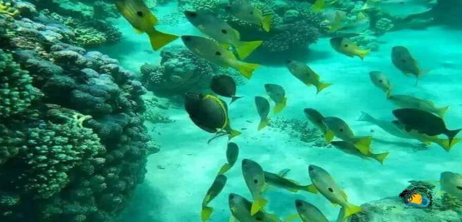 Zanzibar: Blue Lagoon, Starfish and Jozani Forest Tour - Michamvi Beach Break: Fruits and Soft Drinks Are Included, Lunch Is on You