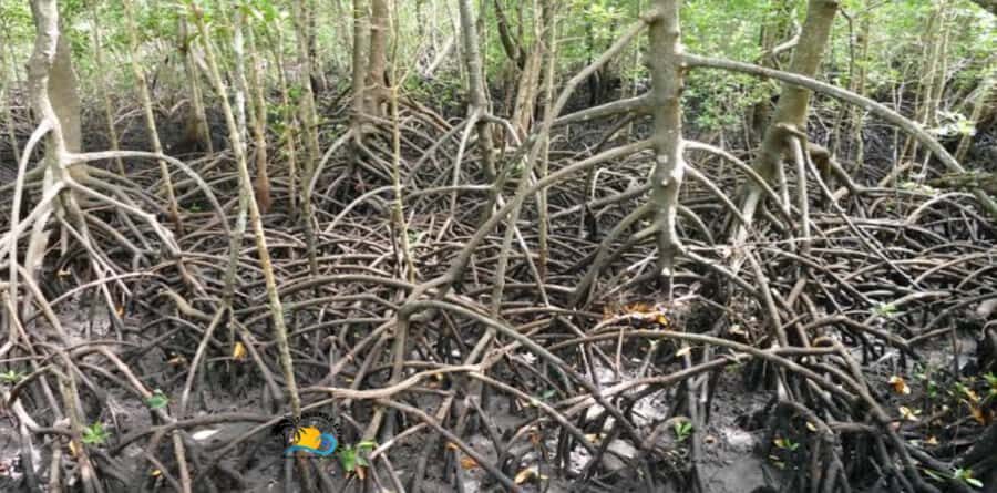Zanzibar: Blue Lagoon, Starfish and Jozani Forest Tour - Jozani Forest Walk: Red Colobus Monkey and the Mangrove Story