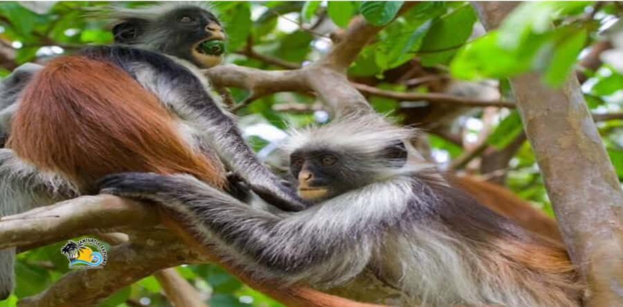 Zanzibar: Blue Lagoon, Starfish and Jozani Forest Tour - Price and Value: Is $115 Worth It for 6.5–7 Hours?