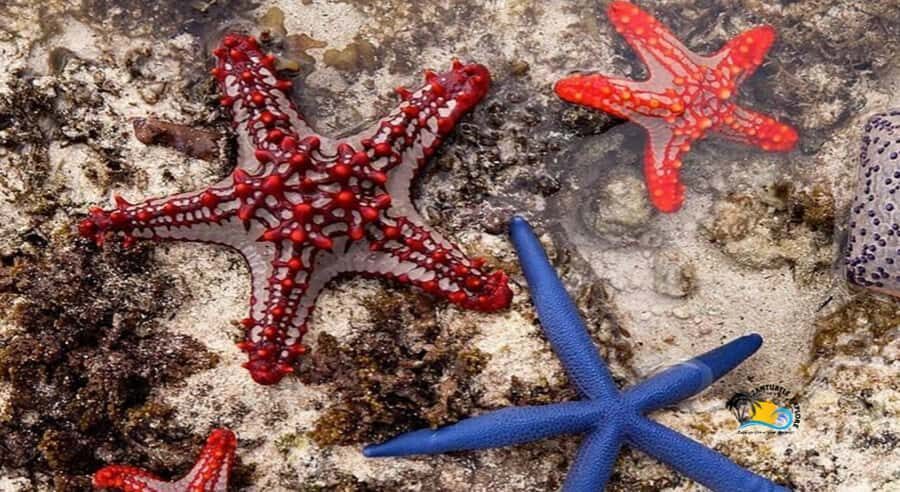 Zanzibar: Blue Lagoon, Starfish and Jozani Forest Tour - What to Bring (and What to Skip) for a Smooth Day
