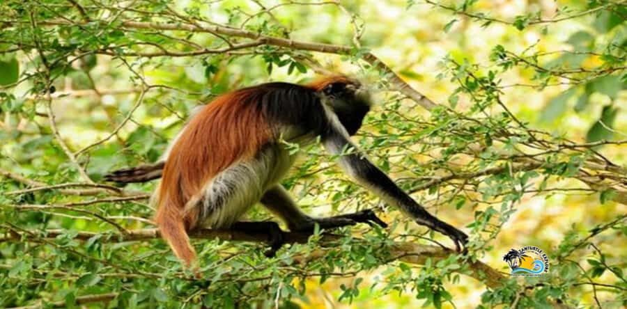 Zanzibar: Blue Lagoon, Starfish and Jozani Forest Tour - Should You Book This Zanzibar Blue Safari and Jozani Forest Tour?