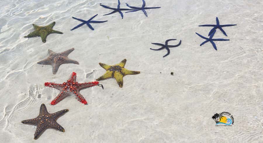 Zanzibar: Blue Lagoon, Starfish and Jozani Forest Tour - FAQ