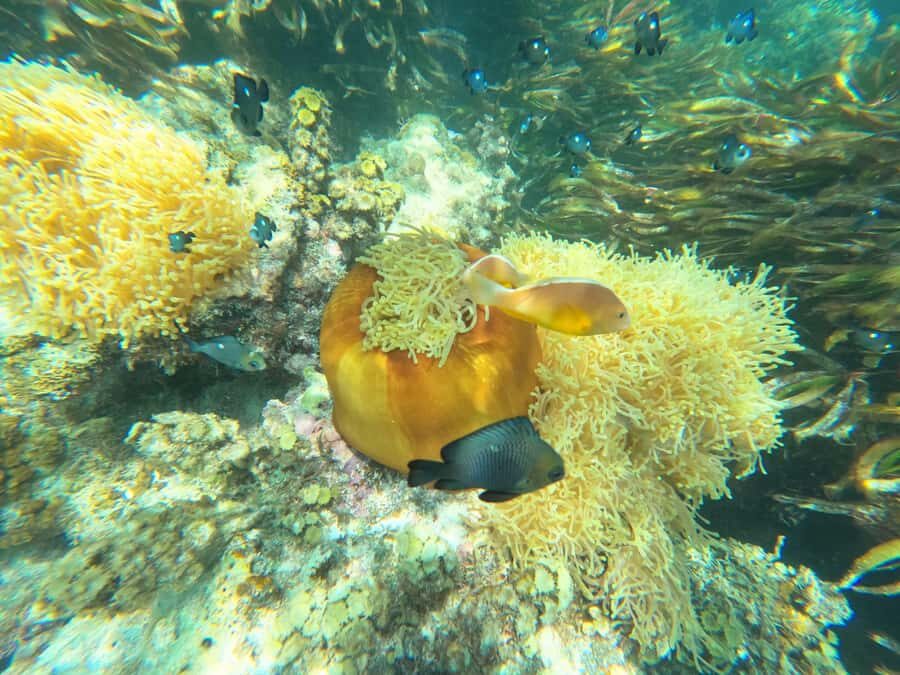 Zanzibar: Blue lagoon, Starfish, Paje Beach and Maalum Cave - Starfish Garden Time: Seeing Without Disturbing