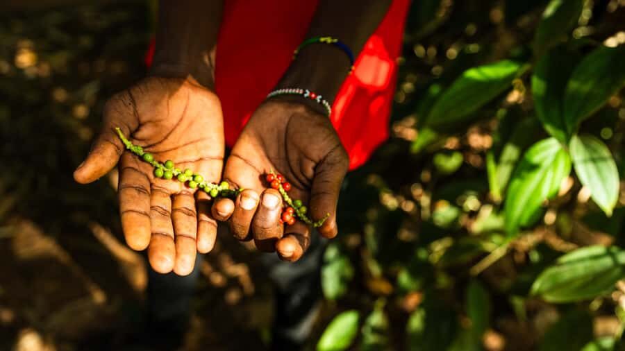 Zanzibar: Day Jozani Forest,Spice Farm,Nature and Savor Tour - Jozani Forest Walk: Red Colobus, Mangroves, and a Guided Pace