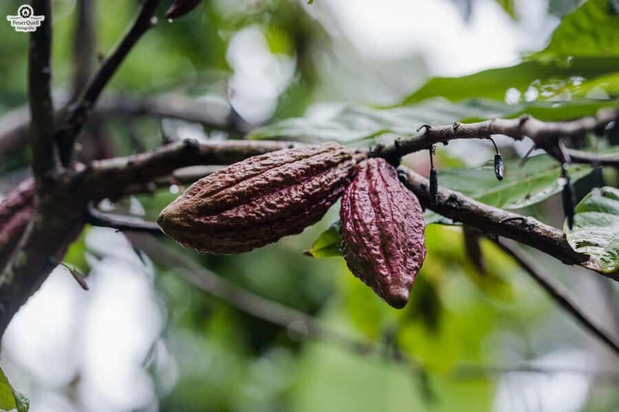 Zanzibar: Day Jozani Forest,Spice Farm,Nature and Savor Tour - What’s Included (and What You’ll Want to Handle Yourself)