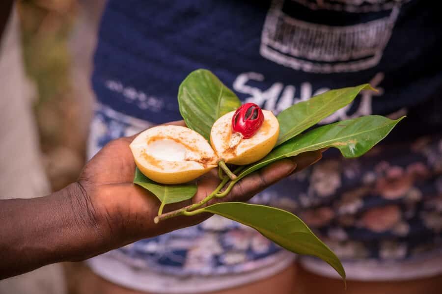Zanzibar: Day Jozani Forest,Spice Farm,Nature and Savor Tour - Who This Tour Suits Best (and Who Might Skip It)