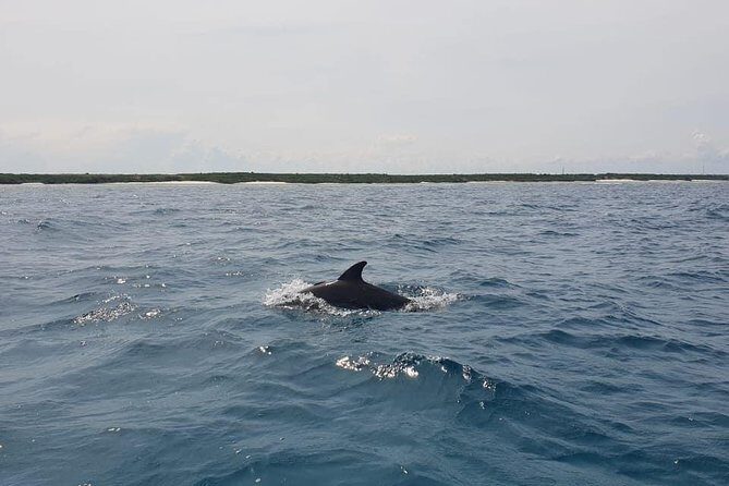 Zanzibar Deep Sea Fishing & Local fishing. - The Mnemba Island stop: snorkeling in the marine reserve