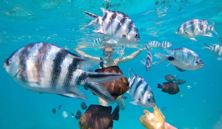 Zanzibar dolphins+ snokling at mnemba with turles swimming - Meet the guide, match the language, and follow the plan