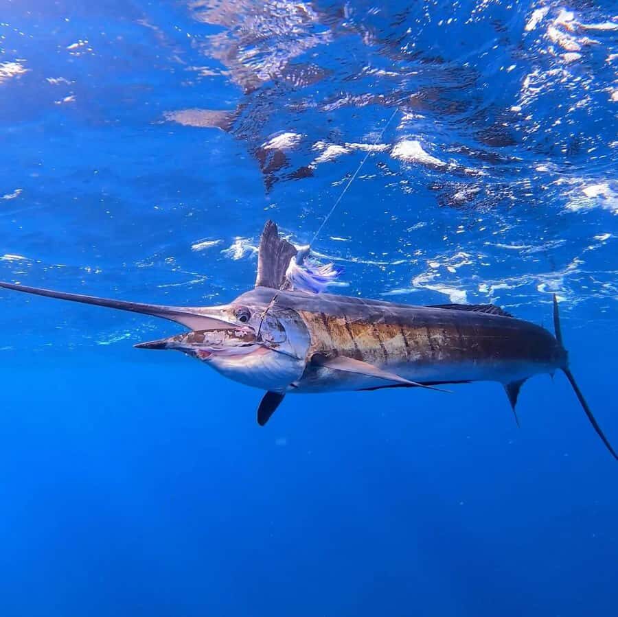 ZANZIBAR FISHING EXPRIENCE - Safety Briefing and the First 4 Hours on the Water