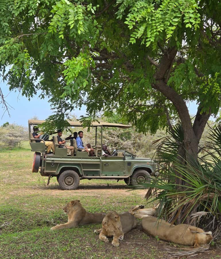 Zanzibar: Fly to Nyerere National Park – 2-Day Safari - Getting From Zanzibar to Selous: why the flights are worth it