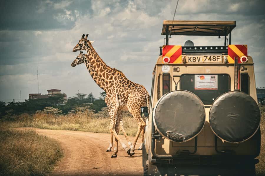 Zanzibar: Fly to Nyerere National Park – 2-Day Safari - Day 1 Game Drive in Nyerere National Park: the main act