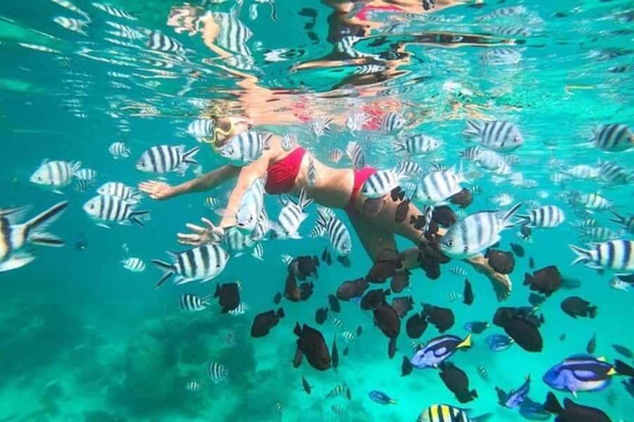 Zanzibar: Full-Day Conservation Safari with BBQ Lunch - A Day on a Traditional Dhow in Menai Bay Conservation