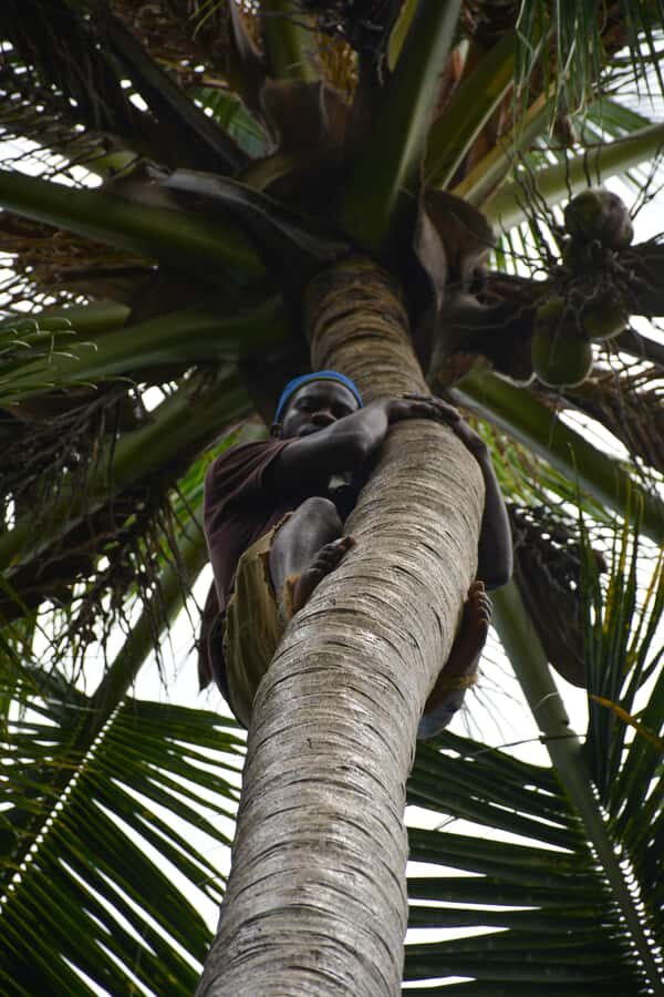 Zanzibar: Half-Day Prison Island, Tortoises and Spices Tour - How to make the day smooth: what to bring and how to move