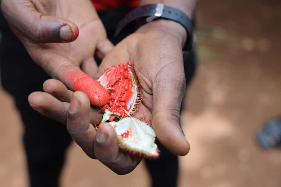 Zanzibar: Half-Day Spice Farm Tour,the flavours of Zanzibar - Entering the private spice farm: what your guide helps you notice