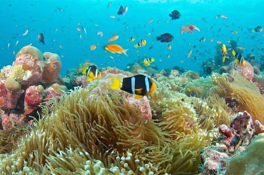 Zanzibar Half Day Trip in Mnemba Island - Mnemba Island: the protected reef and the “small island, big action” setup