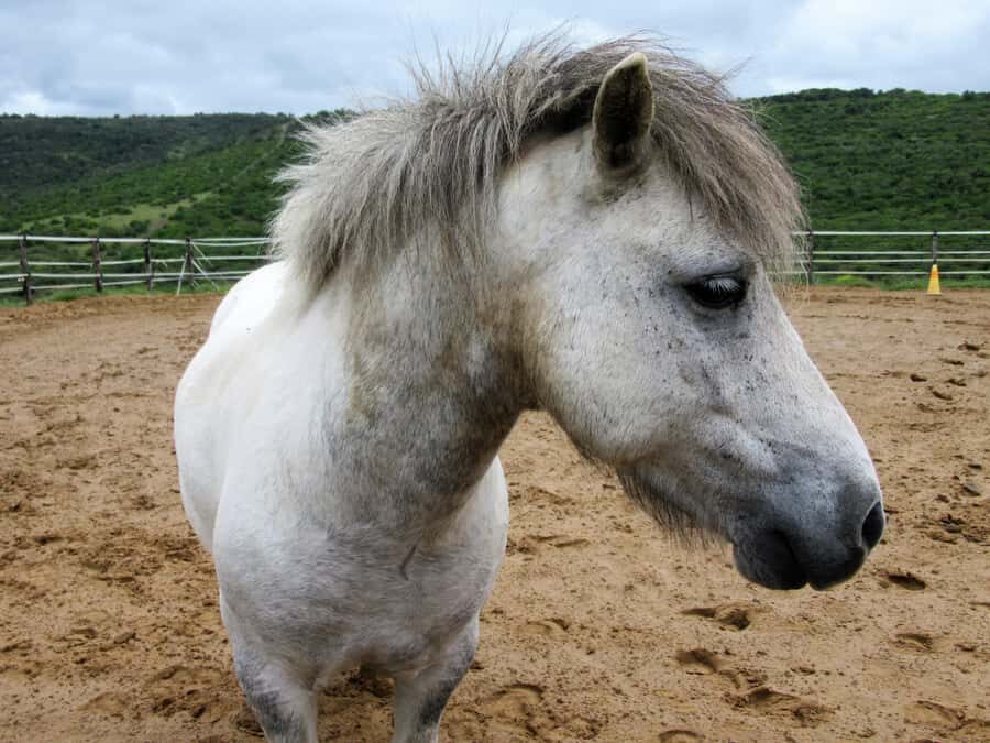Zanzibar: Horseback Riding and Turtle Aquarium Visit - Key highlights worth knowing